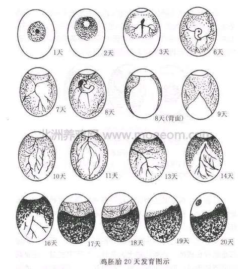 照蛋怎么区分死胎蛋